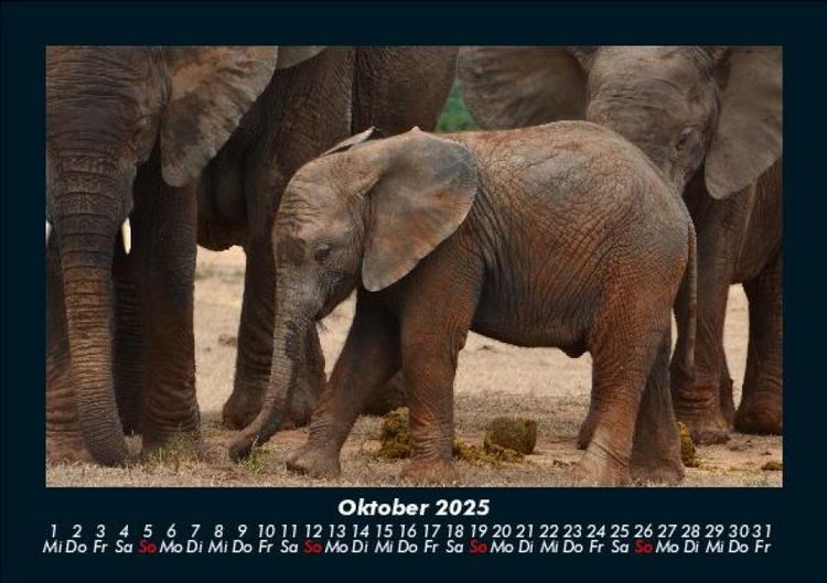 Produktbild: Der Tierkalender 2025 Fotokalender DIN A5