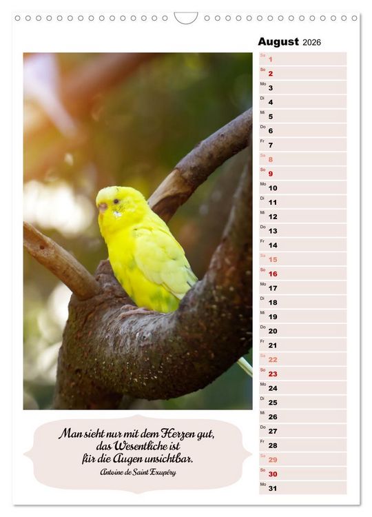 Produktbild: Niedliche Wellensittiche (Wandkalender 2026 DIN A3 hoch), CALVENDO Monatskalender
