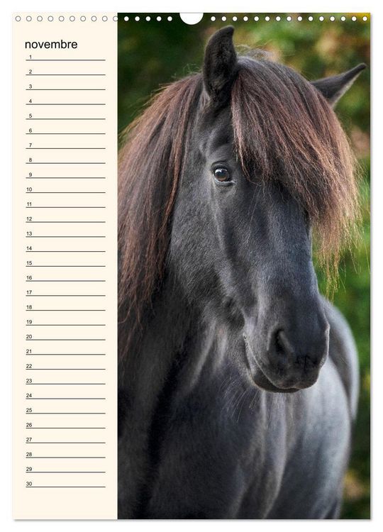 Produktbild: Cheval islandais - Calendrier anniversaire (Calendrier mural 2026 DIN A3 horizontal), CALVENDO calendrier mensuel