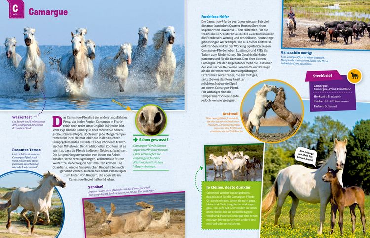 Produktbild: Pferde und Ponys