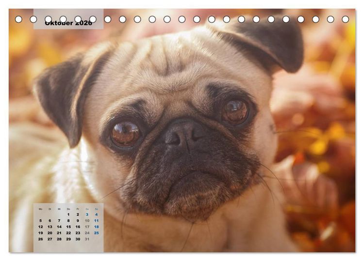Produktbild: Lillie Mopsgetier - mopsfidel durchs Jahr (Tischkalender 2026 DIN A5 quer), CALVENDO Monatskalender