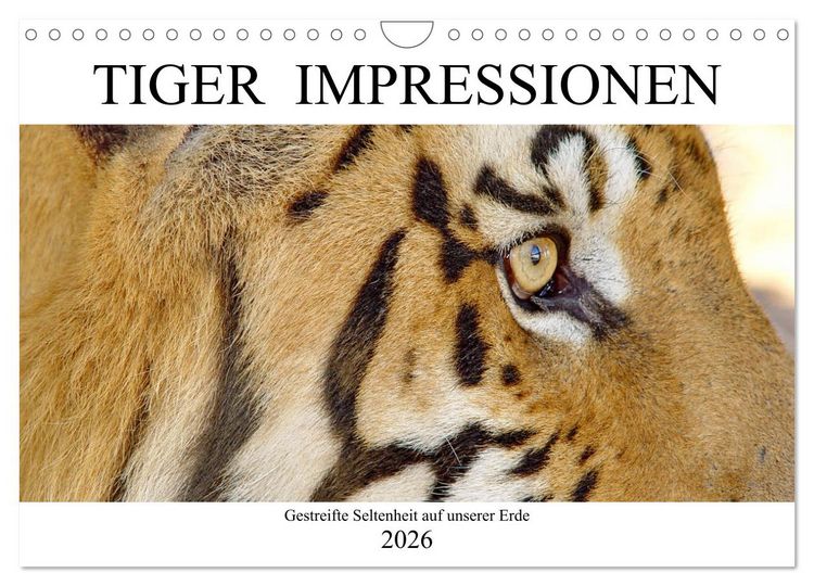 Produktbild: TIGER IMPRESSIONEN Gestreifte Seltenheit auf unserer Erde (Wandkalender 2026 DIN A4 quer), CALVENDO Monatskalender