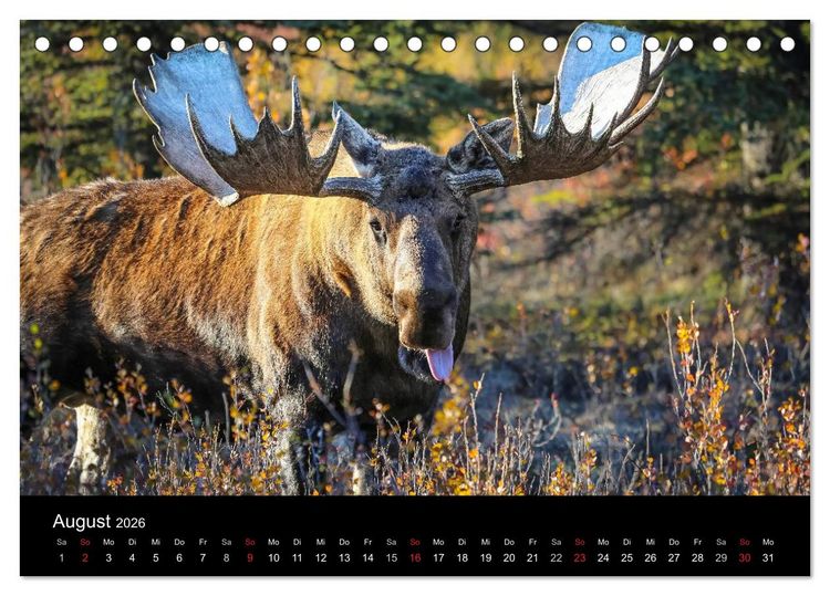Produktbild: Alaska 2026 Wildes Land am Ende der Welt (Tischkalender 2026 DIN A5 quer), CALVENDO Monatskalender