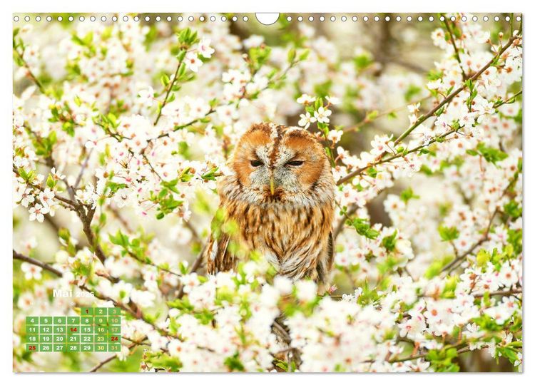 Produktbild: V&ouml;gel in unserer Heimat: Kiebitz, Wiedehopf und Turteltaube (Wandkalender 2026 DIN A3 quer), CALVENDO Monatskalender