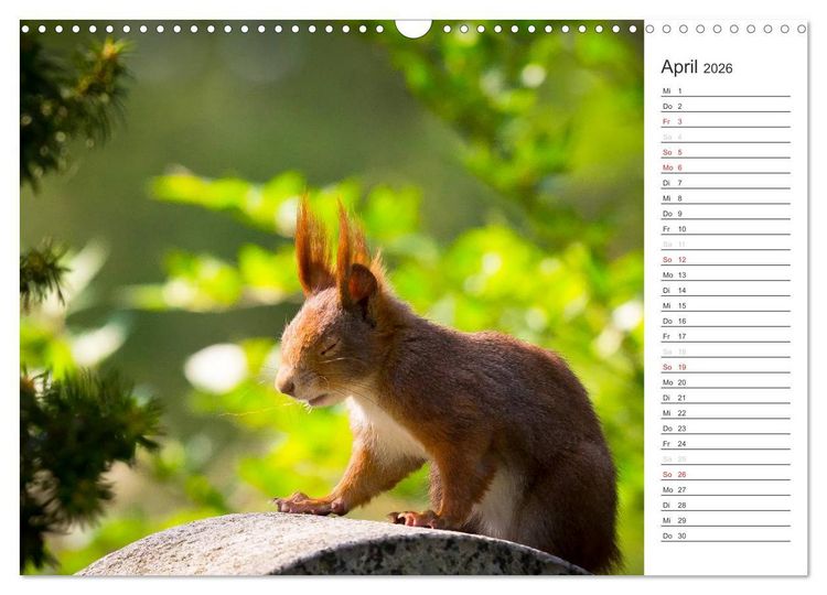 Produktbild: Eichh&ouml;rnchen (Wandkalender 2026 DIN A3 quer), CALVENDO Monatskalender