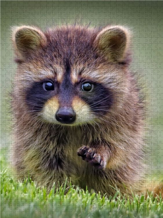 Produktbild: CALVENDO Puzzle Ein Motiv aus dem Kalender Waschb&auml;r - putziger Allesfresser | 1000 Teile Lege-Gr&ouml;&szlig;e 64x48cm Foto-Puzzle f&uuml;r gl&uuml;ckliche Stunden
