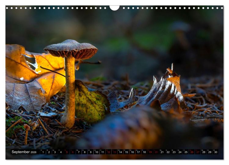 Produktbild: Wilde Pilze: Ein Kalender f&uuml;r Naturbegeisterte (Wandkalender 2026 DIN A3 quer), CALVENDO Monatskalender