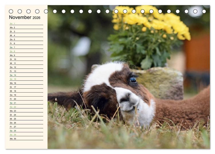 Produktbild: Alpakas im Blumenzauber (Tischkalender 2026 DIN A5 quer), CALVENDO Monatskalender