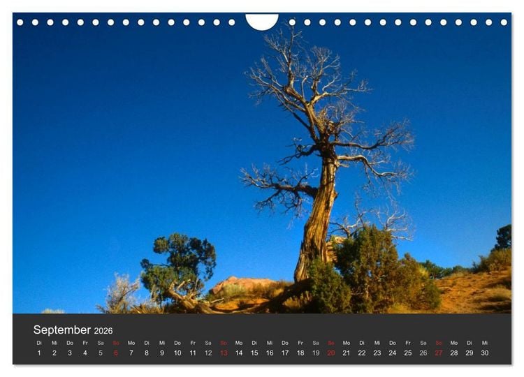 Produktbild: Alte B&auml;ume Alte Veteranen (Wandkalender 2026 DIN A4 quer), CALVENDO Monatskalender