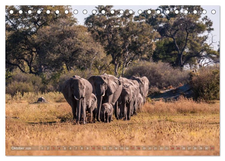 Produktbild: Elefanten in Afrika - Die mit den gro&szlig;en Ohren (Tischkalender 2026 DIN A5 quer), CALVENDO Monatskalender