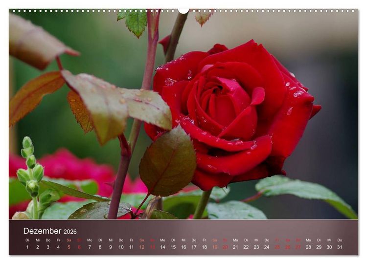 Produktbild: Zarte Sch&ouml;nheiten - Rosen (hochwertiger Premium Wandkalender 2026 DIN A2 quer), Kunstdruck in Hochglanz