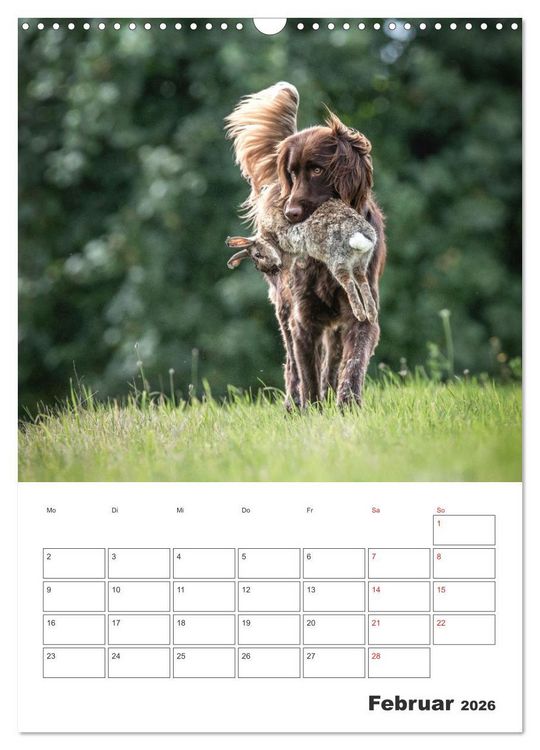 Produktbild: Geboren um zu Jagen. Der kleine M&uuml;nsterl&auml;nder (Wandkalender 2026 DIN A3 hoch), CALVENDO Monatskalender