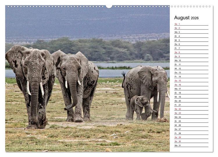 Produktbild: Elefanten . Wildlife in Kenia (Wandkalender 2026 DIN A2 quer), CALVENDO Monatskalender