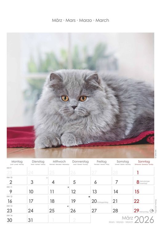 Katzen 2026 - Bildkalender 23,7x34 cm - Kalender mit Platz für Notizen - mit vielen Zusatzinformationen - Cats - Wandkalender - Alpha Edition