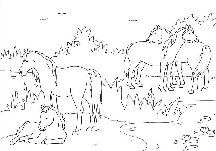 Produktbild: Mein sch&ouml;nstes Malbuch. Pferde und Ponys. Malen f&uuml;r Kinder ab 5 Jahren