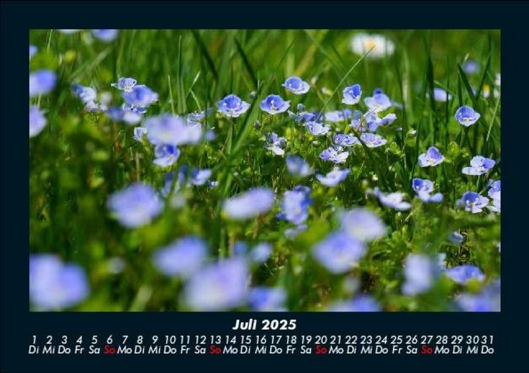 Produktbild: Pflanzen und Bl&uuml;ten 2025 Fotokalender DIN A5