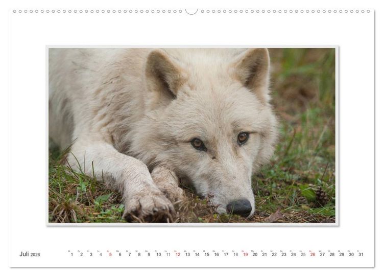 Produktbild: Emotionale Momente: Polarw&ouml;lfe. / CH-Version (hochwertiger Premium Wandkalender 2026 DIN A2 quer), Kunstdruck in Hochglanz