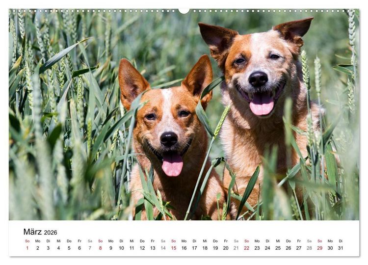 Produktbild: Faszinierende Australian Cattle Dogs (Wandkalender 2026 DIN A2 quer), CALVENDO Monatskalender