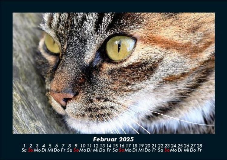 Produktbild: F&uuml;r Katzenfreunde 2025 Fotokalender DIN A5