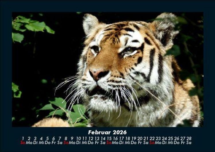 Produktbild: Tiger 2026 Fotokalender DIN A5