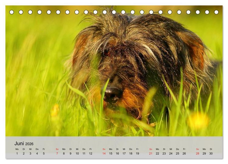 Produktbild: Liebenswerte Clowns (Tischkalender 2026 DIN A5 quer), CALVENDO Monatskalender