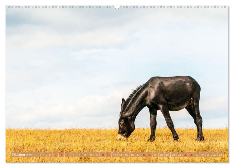 Produktbild: Esel der Welt - Lieblings Langohren (Wandkalender 2025 DIN A2 quer), CALVENDO Monatskalender