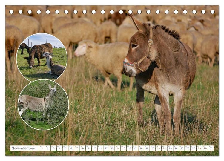 Produktbild: Weidetiere - Landschaftsgestalter seit Jahrhunderten (Tischkalender 2026 DIN A5 quer), CALVENDO Monatskalender