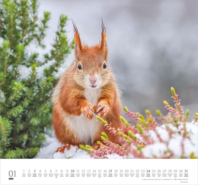 Produktbild: Geliebte Eichh&ouml;rnchen 2027
