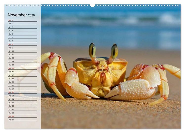 Produktbild: Krabben. Witzige Monster (Wandkalender 2026 DIN A2 quer), CALVENDO Monatskalender