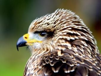 Produktbild: CALVENDO Puzzle Greifv&ouml;gel - Junger Rotmilan | 1000 Teile Lege-Gr&ouml;&szlig;e 64x48cm Foto-Puzzle f&uuml;r gl&uuml;ckliche Stunden