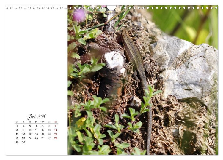 Produktbild: Eidechsen, flinke R&auml;uber (Wandkalender 2026 DIN A3 quer), CALVENDO Monatskalender