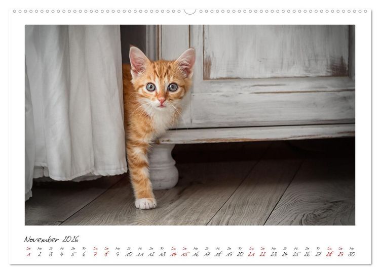 Produktbild: Zauberhafte rote K&auml;tzchen (hochwertiger Premium Wandkalender 2026 DIN A2 quer), Kunstdruck in Hochglanz