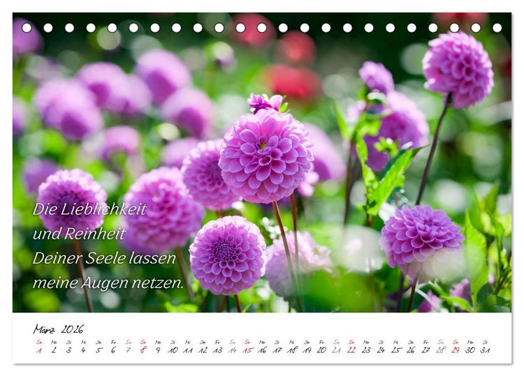 Produktbild: Dahlien Poesie (Tischkalender 2026 DIN A5 quer), CALVENDO Monatskalender