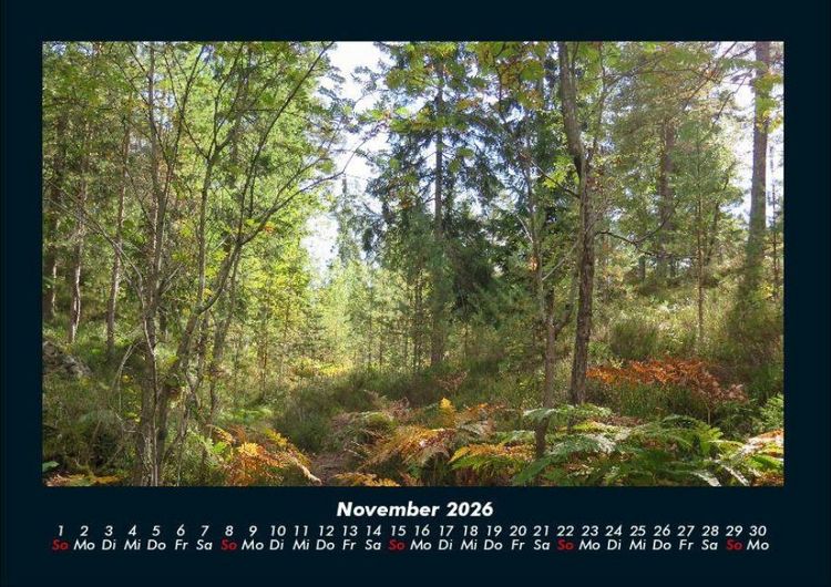 Produktbild: B&auml;ume 2026 Fotokalender DIN A4