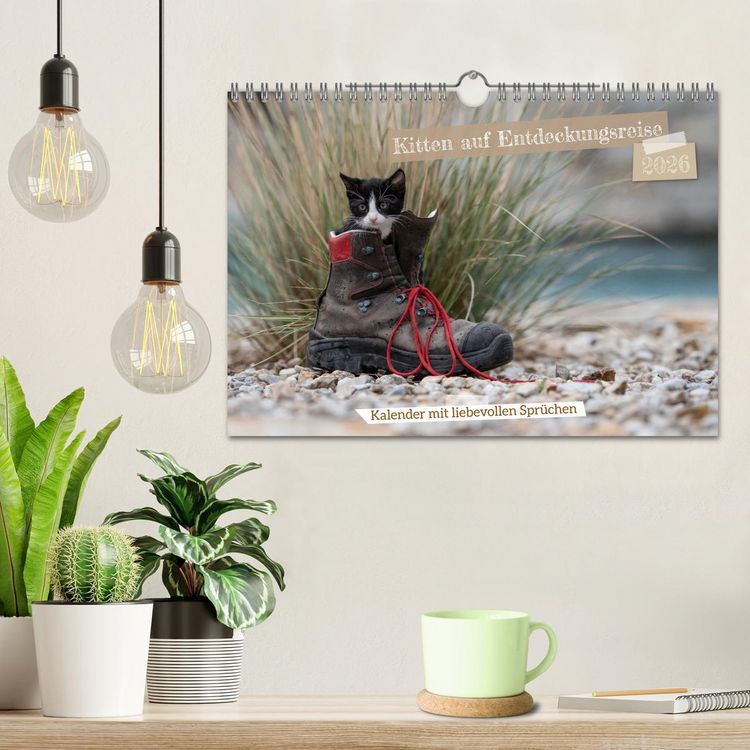 Produktbild: Kitten auf Entdeckungsreise (Wandkalender 2026 DIN A4 quer), CALVENDO Monatskalender