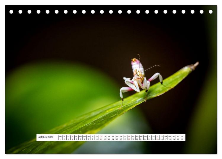 Produktbild: La Mante Orchid&eacute;e (Calendrier de bureau 2026 DIN A5 vertical), CALVENDO calendrier mensuel