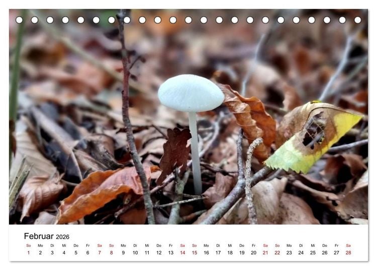 Produktbild: Pilze - Geheimnisvolle Herrscher der W&auml;lder (Tischkalender 2026 DIN A5 quer), CALVENDO Monatskalender