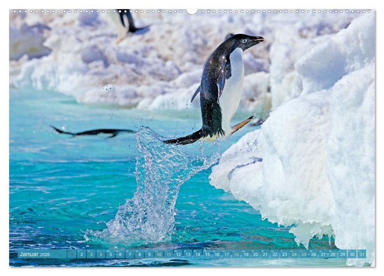 Produktbild: Pinguine: Gehupft wie gesprungen (Wandkalender 2026 DIN A2 quer), CALVENDO Monatskalender