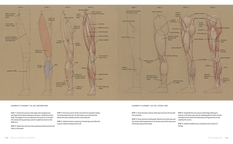 Produktbild: Basic Human Anatomy