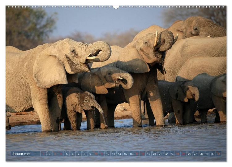 Produktbild: Afrika - im Reich der Elefanten (hochwertiger Premium Wandkalender 2026 DIN A2 quer), Kunstdruck in Hochglanz