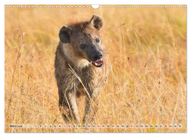 Produktbild: Faszination Afrika: T&uuml;pfel-Hy&auml;nen (Wandkalender 2026 DIN A3 quer), CALVENDO Monatskalender