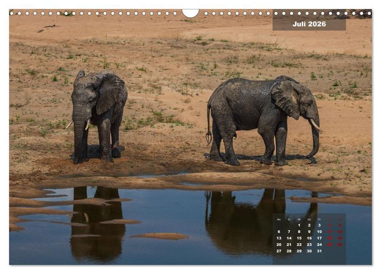 Produktbild: Auf Safari im Kruger National Park (Wandkalender 2026 DIN A3 quer), CALVENDO Monatskalender