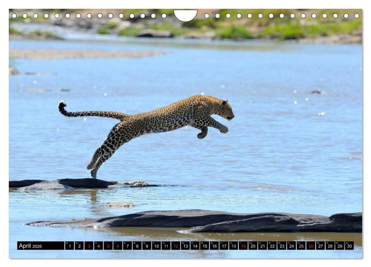 Produktbild: Faszination Afrika: Der Leopard (Wandkalender 2026 DIN A4 quer), CALVENDO Monatskalender