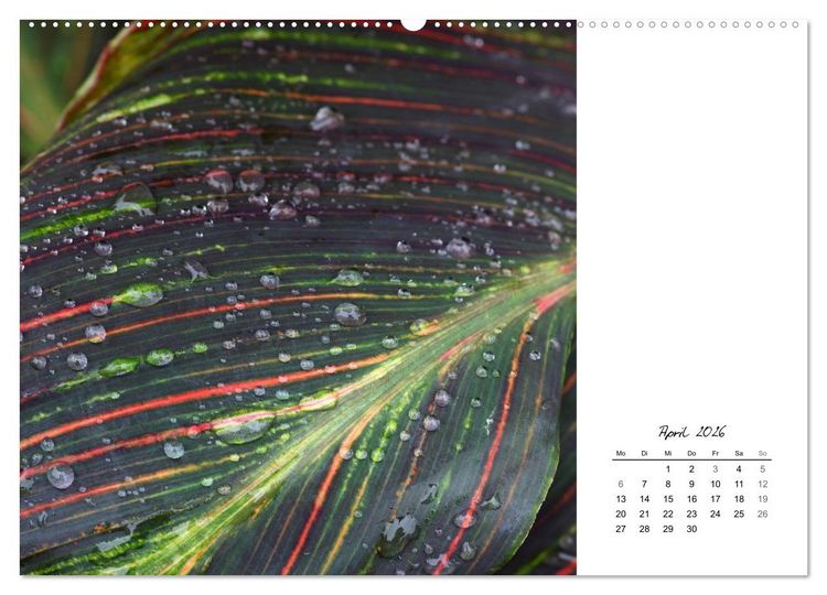 Produktbild: Blattkunst (hochwertiger Premium Wandkalender 2026 DIN A2 quer), Kunstdruck in Hochglanz