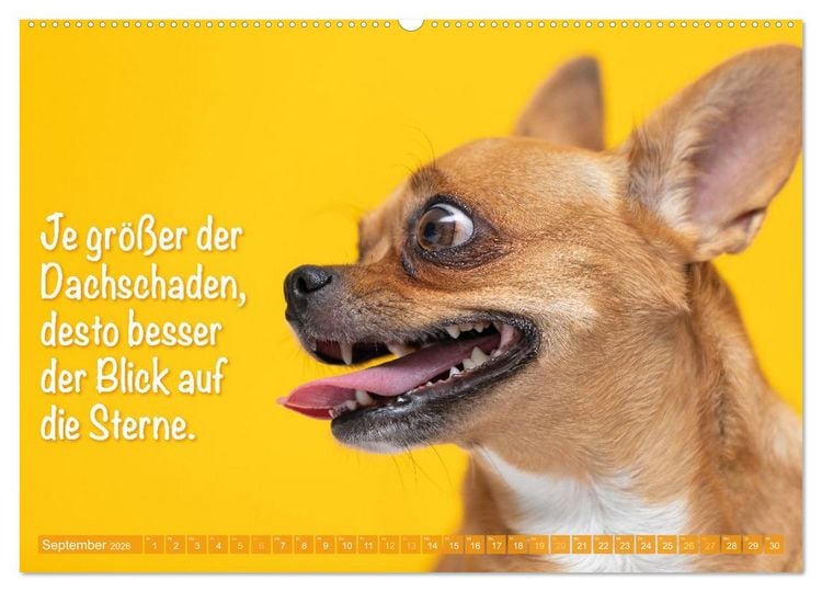 Produktbild: Chihuahua: Kleine Hunde, aber oho (hochwertiger Premium Wandkalender 2026 DIN A2 quer), Kunstdruck in Hochglanz