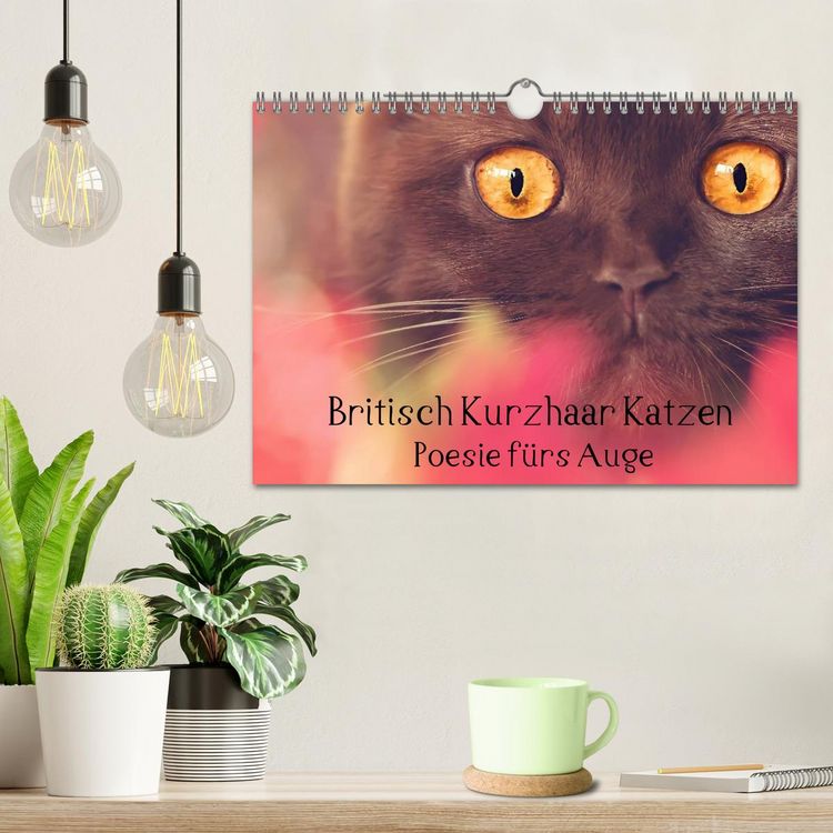 Produktbild: Britisch Kurzhaar Katzen - Poesie f&uuml;rs Auge (Wandkalender 2026 DIN A4 quer), CALVENDO Monatskalender