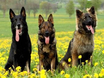 Produktbild: CALVENDO Puzzle Deutsche Sch&auml;ferhunde | 1000 Teile Lege-Gr&ouml;&szlig;e 64x48cm Foto-Puzzle f&uuml;r gl&uuml;ckliche Stunden