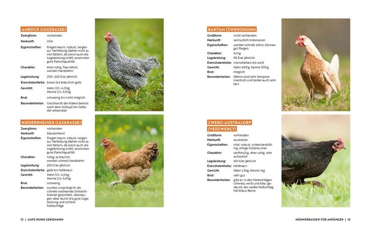 Produktbild: Gartenmomente: H&uuml;hner