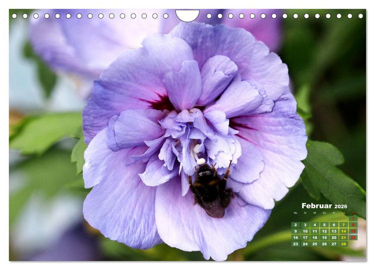 Produktbild: Sommerliche Bl&uuml;tentr&auml;ume (Wandkalender 2026 DIN A4 quer), CALVENDO Monatskalender