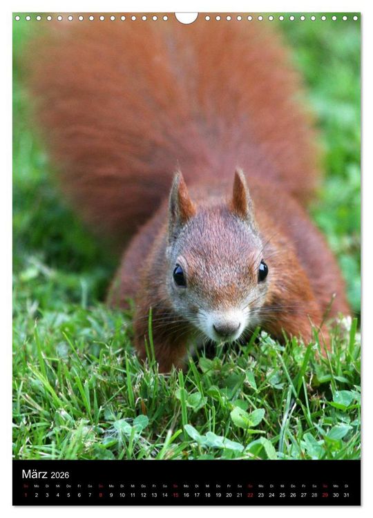 Produktbild: Eichh&ouml;rnchen (Wandkalender 2026 DIN A3 hoch), CALVENDO Monatskalender